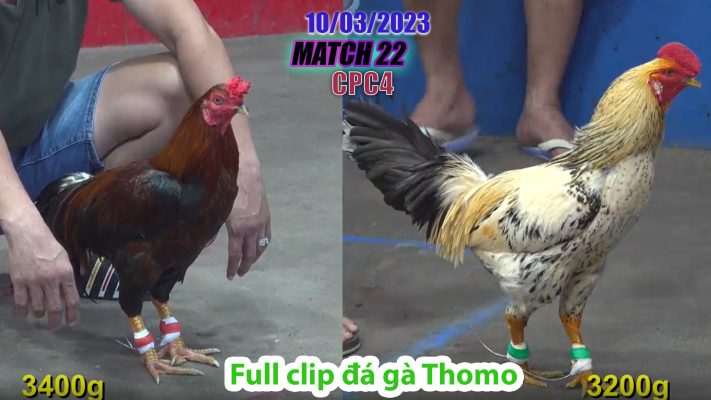 CPC4- TRẬN 22| đá gà Thomo | 10/03/2023