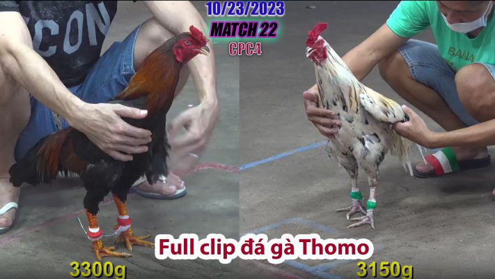 CPC4- TRẬN 22 | đá gà Thomo | 10/23/2023