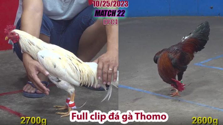 CPC4- TRẬN 22 | đá gà Thomo | 10/25/2023