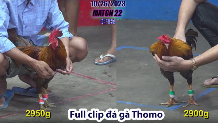 CPC4- TRẬN 22 | đá gà Thomo | 10/26/2023