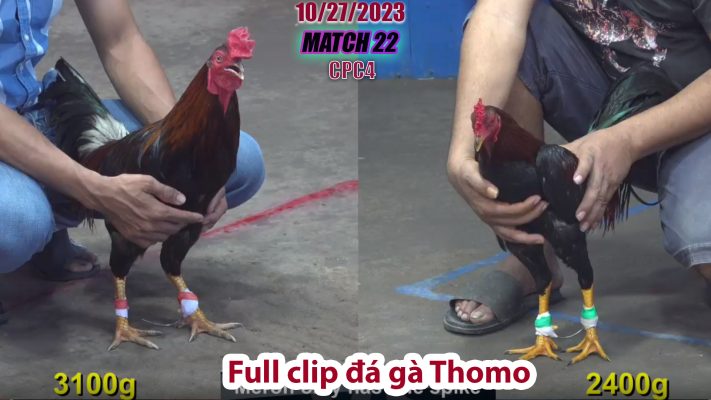 CPC4- TRẬN 22| đá gà Thomo | 10/27/2023