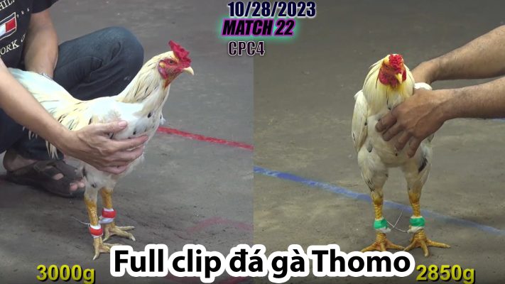 CPC4- TRẬN 22 | đá gà Thomo | 10/28/2023