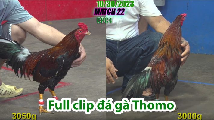 CPC4- TRẬN 22 | đá gà Thomo | 10/30/2023