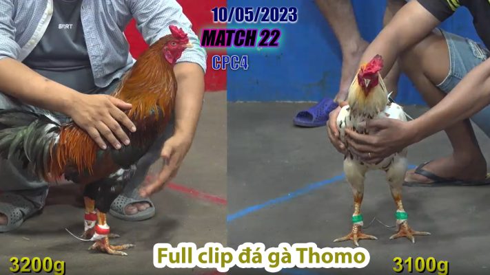 CPC4- TRẬN 22 | đá gà Thomo | 10/05/2023