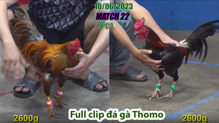 CPC4- TRẬN 22 | đá gà Thomo | 10/06/2023