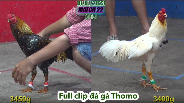 CPC4- TRẬN 22 | đá gà Thomo | 10/07/2023