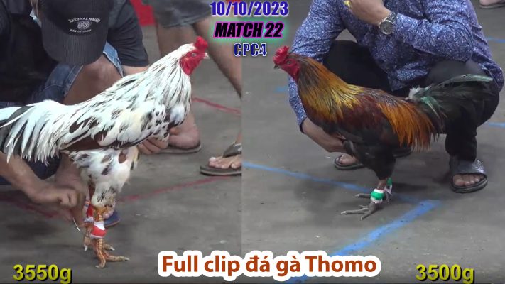 CPC4- TRẬN 22 | đá gà Thomo | 10/10/2023