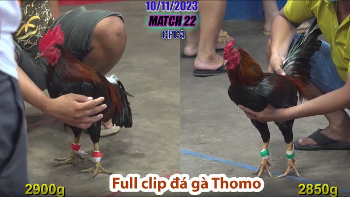 CPC4- TRẬN 22 | đá gà Thomo | 10/11/2023