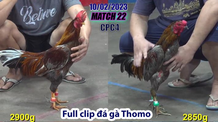 CPC4- TRẬN 22 | đá gà Thomo | 10/02/2023