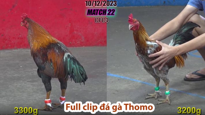 CPC4- TRẬN 22 | đá gà Thomo | 10/12/2023