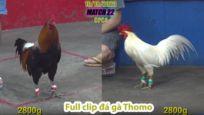 CPC4- TRẬN 22 | đá gà Thomo | 10/18/2023