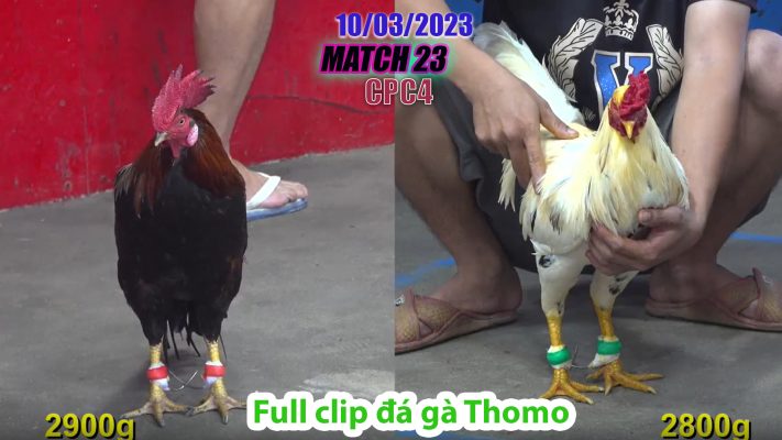 CPC4- TRẬN 23 | đá gà Thomo | 10/03/2023