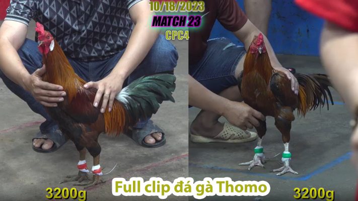 CPC4- TRẬN 23 | đá gà Thomo | 10/18/2023