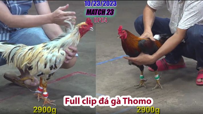 CPC4- TRẬN 23 | đá gà Thomo | 10/23/2023