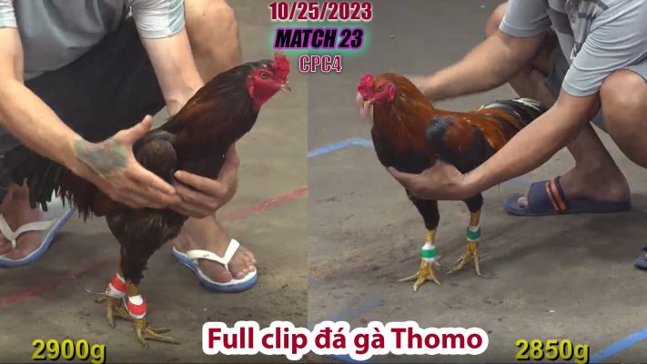 CPC4- TRẬN 23 | đá gà Thomo | 10/25/2023