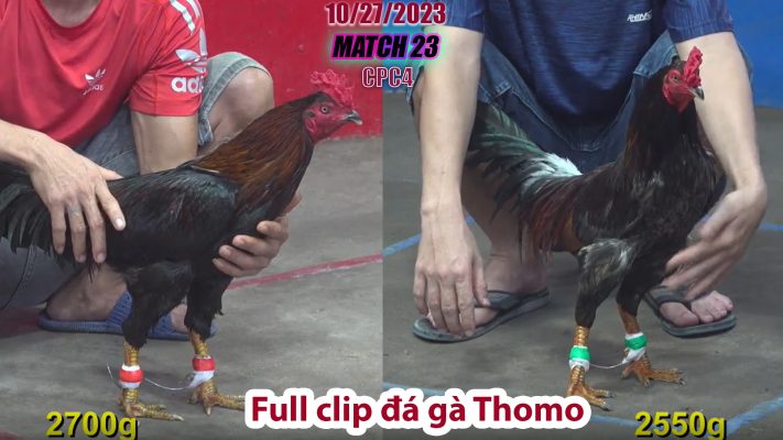 CPC4- TRẬN 1 | đá gà Thomo | 10/27/2023