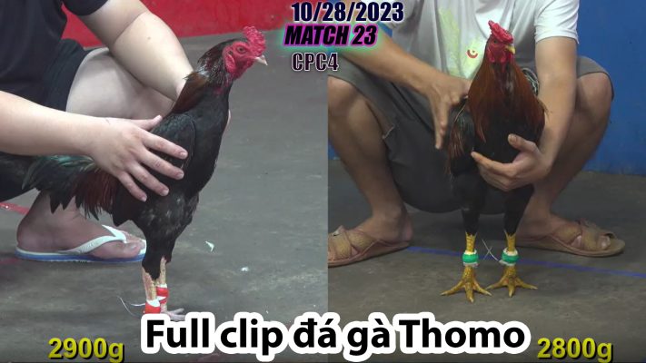 CPC4- TRẬN 23| đá gà Thomo | 10/28/2023