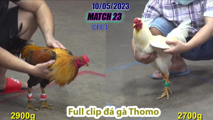 CPC4- TRẬN 23 | đá gà Thomo | 10/05/2023