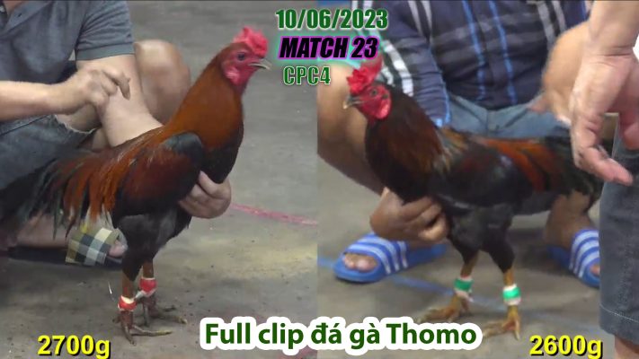 CPC4- TRẬN 23 | đá gà Thomo | 10/06/2023