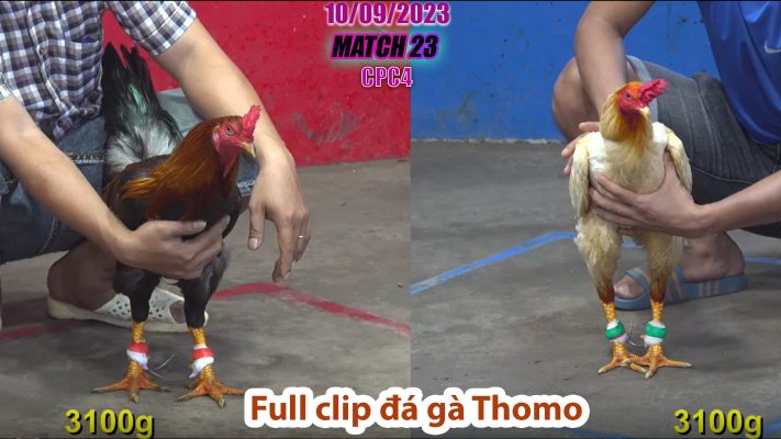 CPC4- TRẬN 23 | đá gà Thomo | 10/09/2023