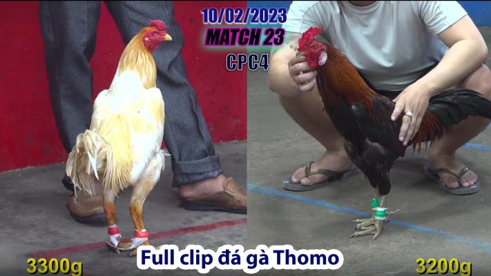 CPC4- TRẬN 23 | đá gà Thomo | 10/02/2023