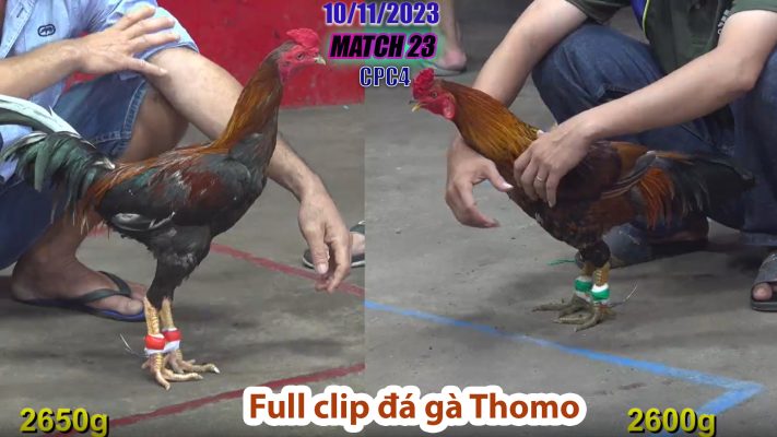 CPC4- TRẬN 23 | đá gà Thomo | 10/11/2023