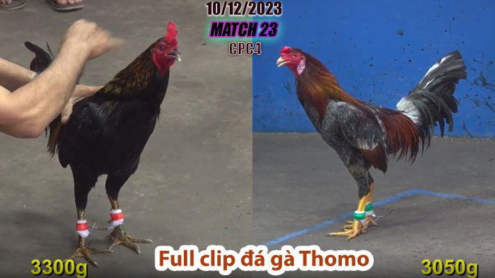 CPC4- TRẬN 23 | đá gà Thomo | 10/12/2023