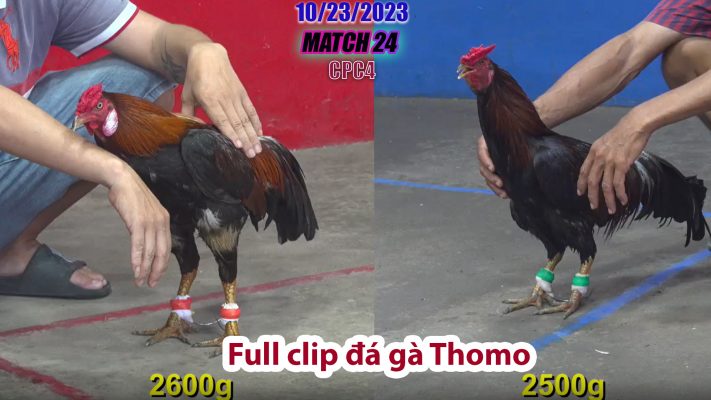 CPC4- TRẬN 24 | đá gà Thomo | 10/23/2023