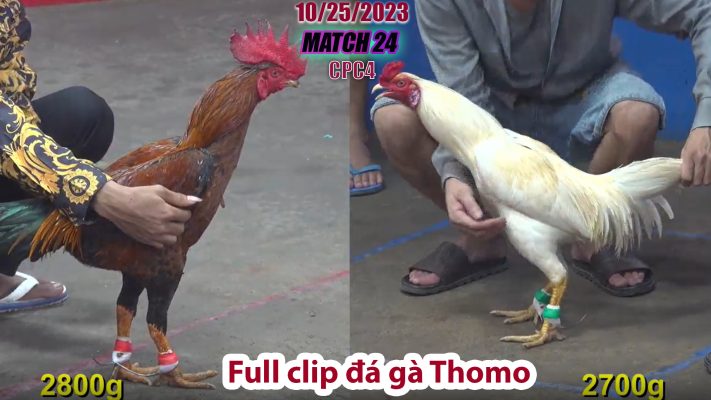 CPC4- TRẬN 24 | đá gà Thomo | 10/25/2023