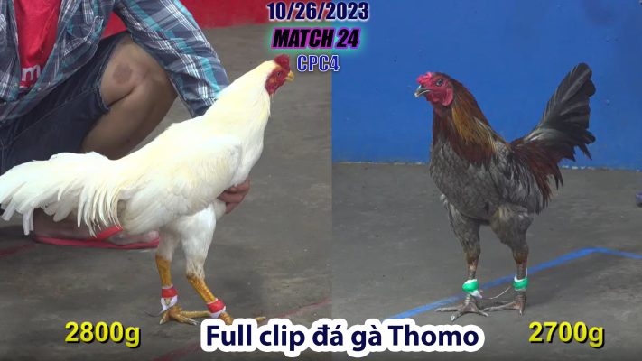 CPC4- TRẬN 24 | đá gà Thomo | 10/26/2023