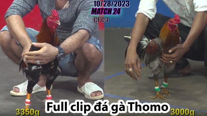 CPC4- TRẬN 24 | đá gà Thomo | 10/28/2023