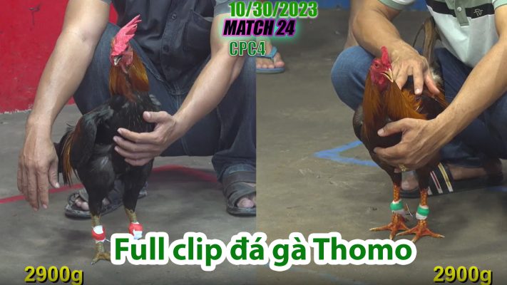 CPC4- TRẬN 24 | đá gà Thomo | 10/30/2023