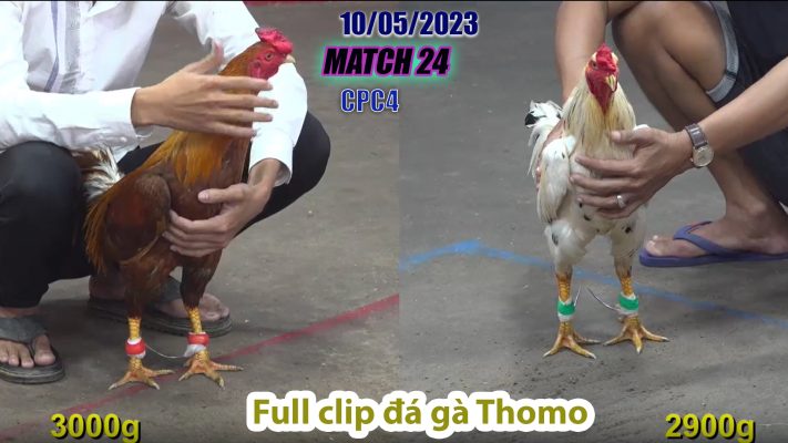 CPC4- TRẬN 24 | đá gà Thomo | 10/05/2023