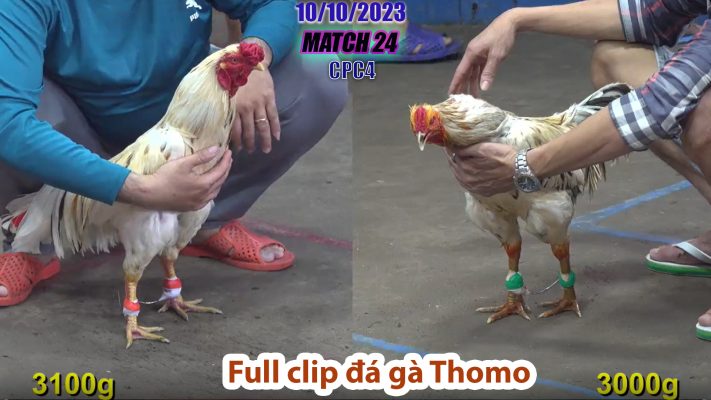 CPC4- TRẬN 24 | đá gà Thomo | 10/10/2023