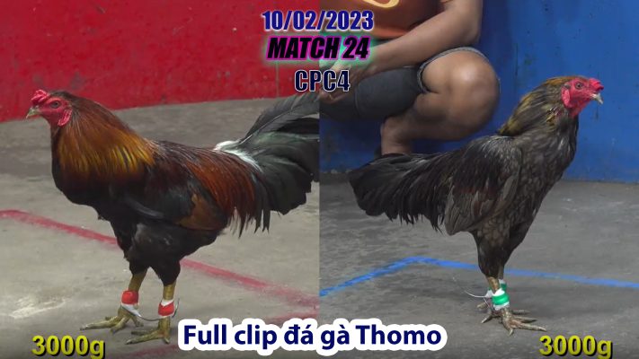 CPC4- TRẬN 24| đá gà Thomo | 10/02/2023