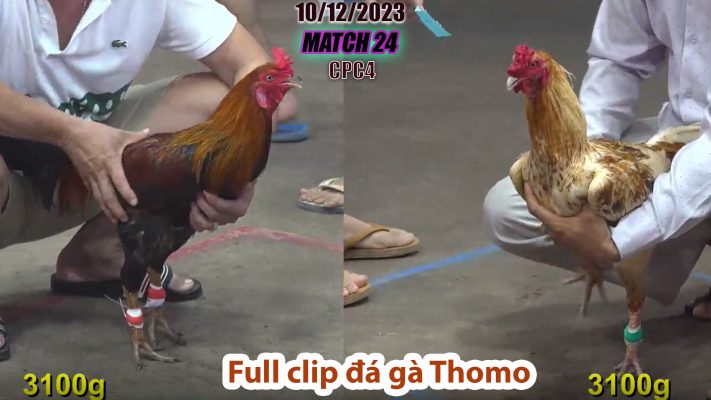 CPC4- TRẬN 24 | đá gà Thomo | 10/12/2023