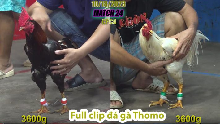 CPC4- TRẬN 24 | đá gà Thomo | 10/18/2023