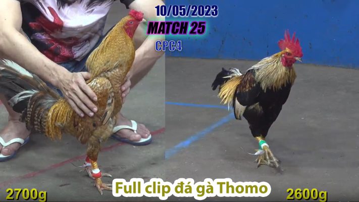 CPC4- TRẬN 25 | đá gà Thomo | 10/05/2023