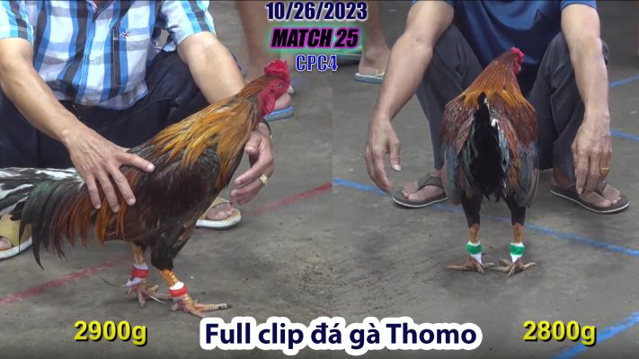 CPC4- TRẬN 25 | đá gà Thomo | 10/26/2023