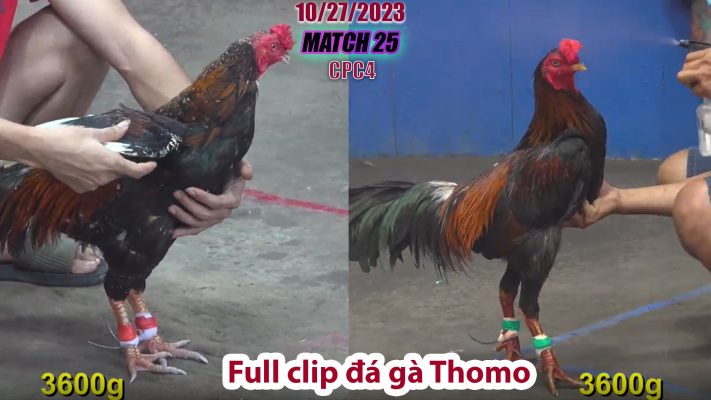 CPC4- TRẬN 25 | đá gà Thomo | 10/27/2023