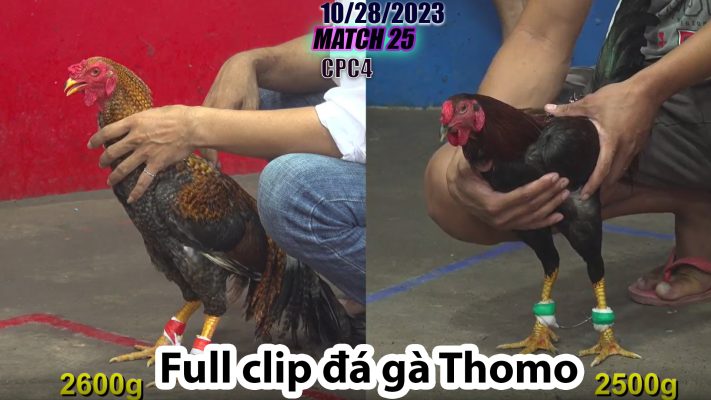 CPC4- TRẬN 25 | đá gà Thomo | 10/28/2023