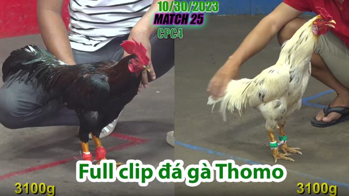 CPC4- TRẬN 25 | đá gà Thomo | 10/30/2023