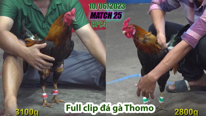 CPC4- TRẬN 25 | đá gà Thomo | 10/06/2023