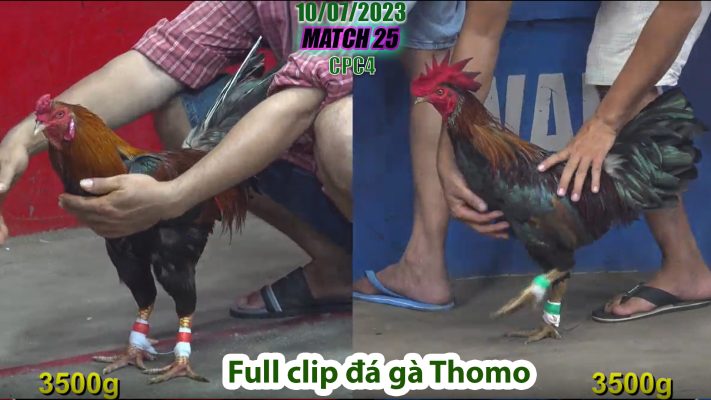 CPC4- TRẬN 25 | đá gà Thomo | 10/07/2023