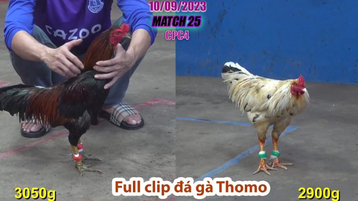 CPC4- TRẬN 25 | đá gà Thomo | 10/09/2023