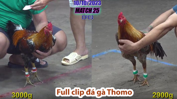 CPC4- TRẬN 25 | đá gà Thomo | 10/10/2023