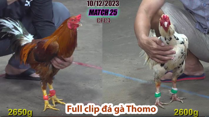 CPC4- TRẬN 25 | đá gà Thomo | 10/12/2023