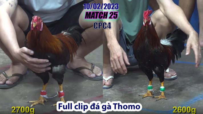 CPC4- TRẬN 25 | đá gà Thomo | 10/02/2023