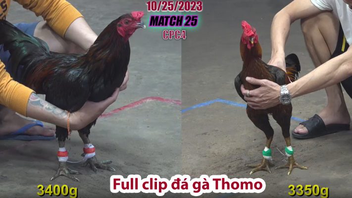 CPC4- TRẬN 25 | đá gà Thomo | 10/25/2023