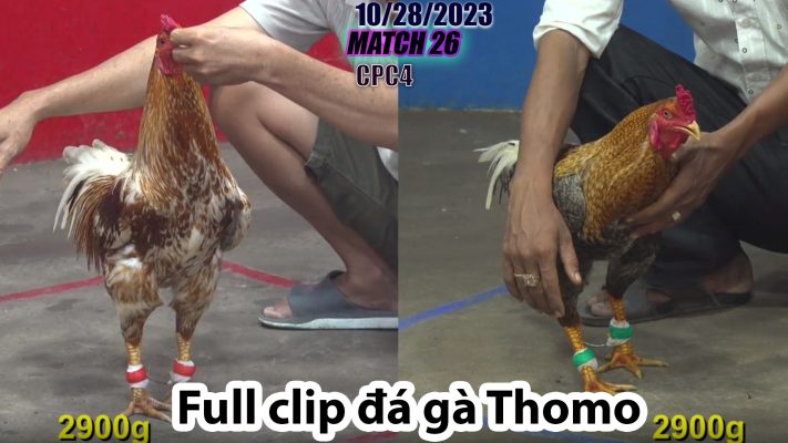 CPC4- TRẬN 26 | đá gà Thomo | 10/28/2023